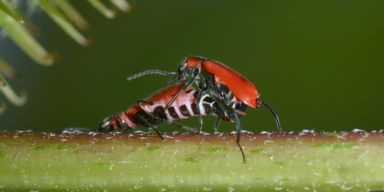 Malachiidae: Anthocomus rufus